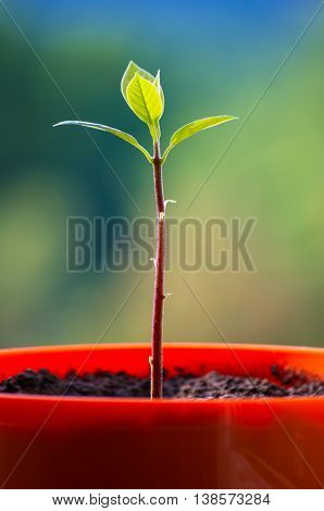 Macro of little sprout avocado Persea gratissima in a red flower pot on the window