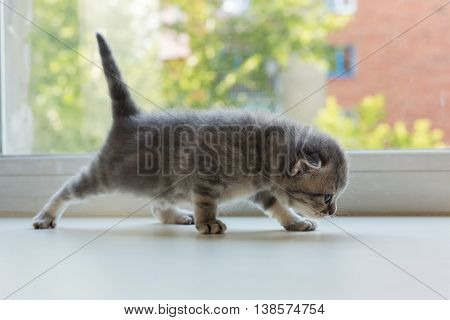 Beautiful little tabby kitten on a window sill. Scottish Fold breed.