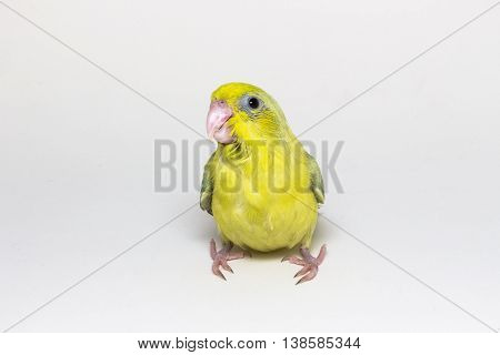 Pastel Green Forpus Bird Chick