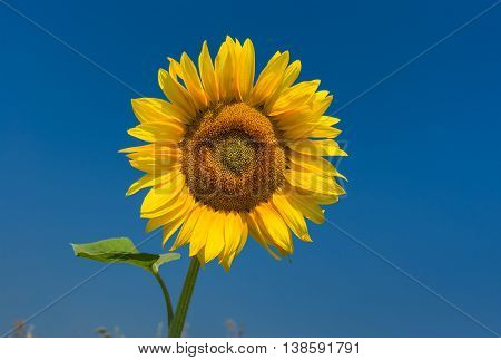 Classic Ukrainian symbol - sunflower at flowering time against dark blue sky