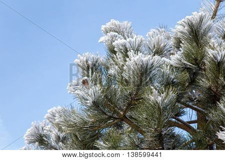 Winter frost on pine Christmas tree and blue sky