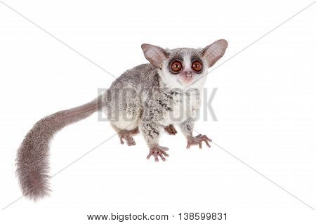 The Senegal bushbaby, Galago senegalensis, isolated on white background