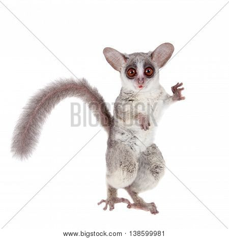 The Senegal bushbaby, Galago senegalensis, isolated on white background