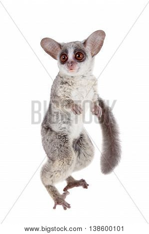 The Senegal bushbaby, Galago senegalensis, isolated on white background