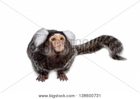 The common marmoset, Callithrix jacchus, isolated on white background