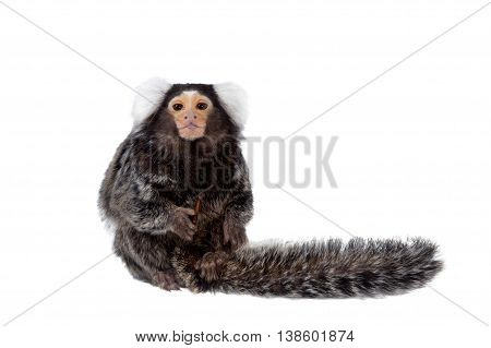 The common marmoset, Callithrix jacchus, isolated on white background