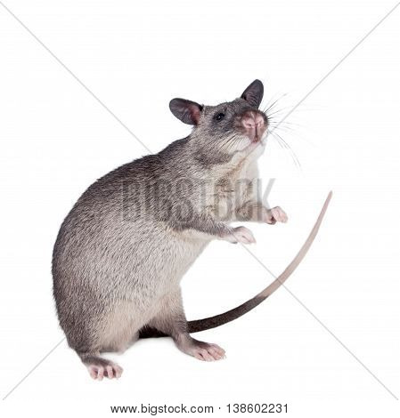 Gambian pouched rat cub, Cricetomys gambianus, isolated on white background