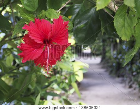 Hibiscus Fukugi Namiki of Bise Okinawa Motobu