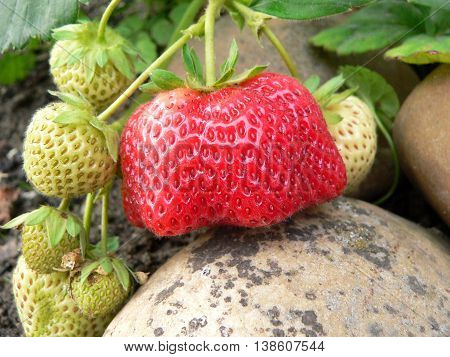 One of ripe strawberries mutant and around the unripe fruit strawberries