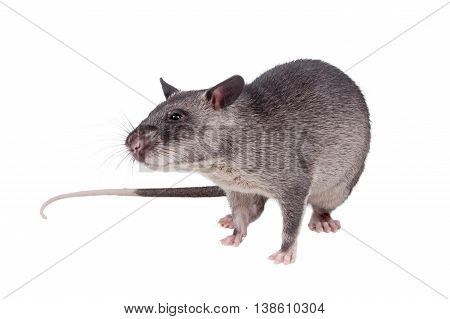 Gambian pouched rat cub, Cricetomys gambianus, isolated on white background