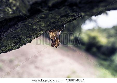 Amber resin on a tree branch outdoor close up