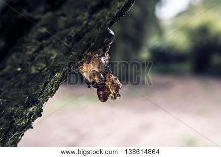 Amber resin on a tree branch outdoor close up