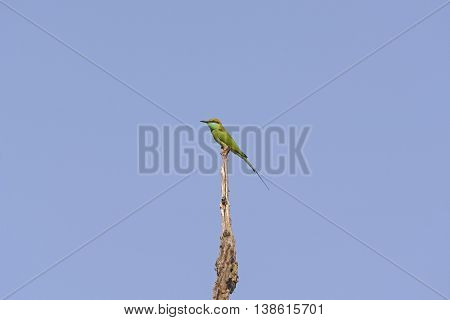 Green Bee-eater in a tree in Kanha National Park in India