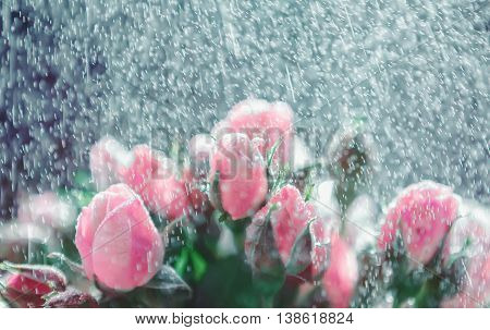 Fresh blurred de-focused floral background of roses under a rain spray. Greeting card for wedding or Valentine's day.