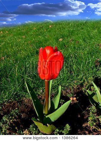 Tulipán život