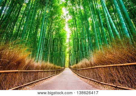 Bamboo Forest of Kyoto, Japan.