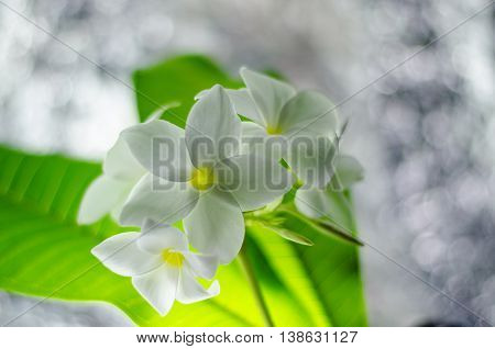 plumeria nature pretty aroma aromatherapy beautiful beauty