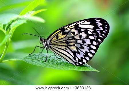 The Paper Kite Rice Paper or Large Tree Nymph butterfly (Idea leuconoe)