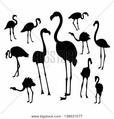 Black flamingo silhouettes on white background in different postures. Vector illustration for your cute design.