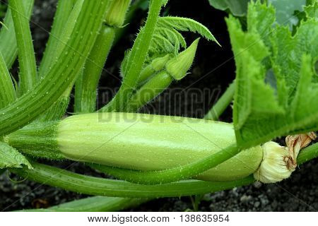 Courgettes growing in the vegetable garden. Zucchini bush. Planting summer vegetable marrow in vegetable gardening