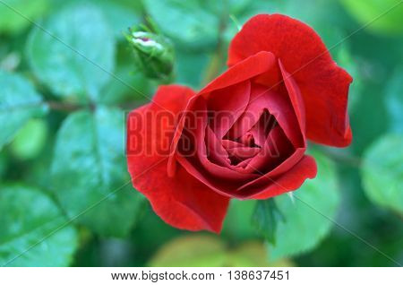 Half parted rose bud with red petals on a background of green leaves