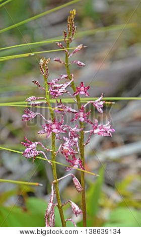Flowers of the Blotched Hyacinth-Orchid (Dipodium variegatum) in the Royal National Park, Sydney, Australia