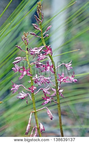 Flowers of the Blotched Hyacinth-Orchid (Dipodium variegatum) in the Royal National Park, Sydney, Australia