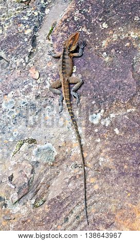 Australian Eastern Water Dragon on colorful sandstone rock