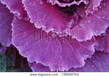 Ornamental decorative cabbage covered with a morning frost