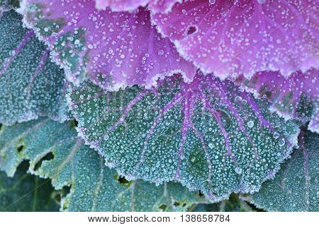 Ornamental decorative cabbage covered with a morning frost