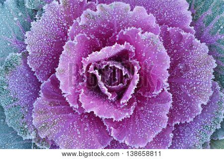 Ornamental decorative cabbage covered with a morning frost
