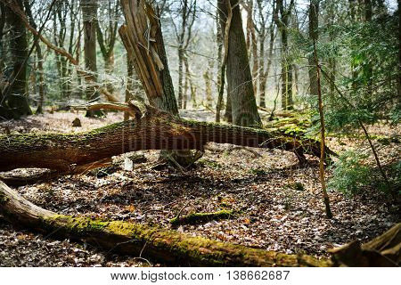 Image of spring forest in the Netherlands. Bosrand.