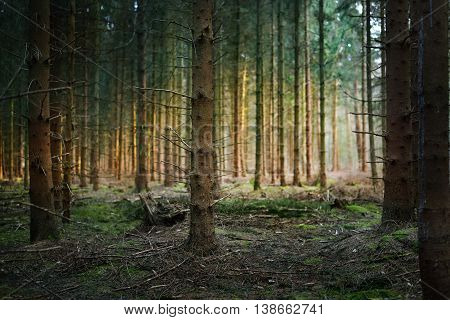 Image of spring forest in the Netherlands. Bosrand.