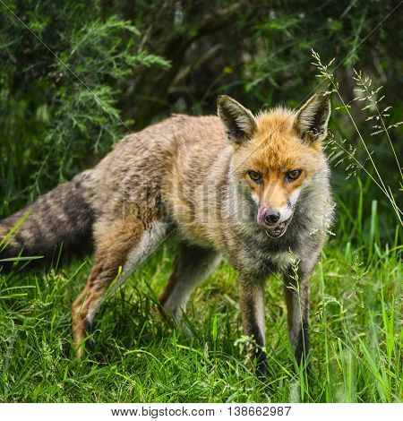 Stunning Male Fox In Long Lush Green Grass Of Summer Field