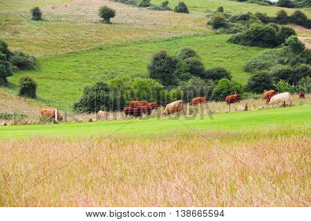 Cattle Grazing On Farmland