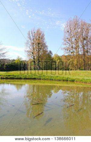 Brown Trout In Pond