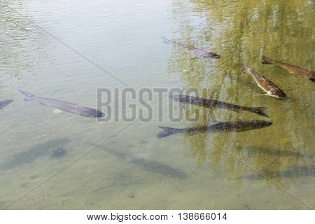 Brown Trout In Pond