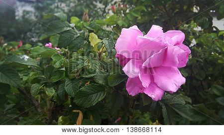 pink rose,  a bush of roses,  charming flower