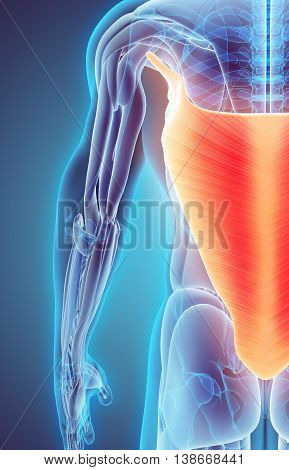 3D Illustration Of Latissimus Dorsi.