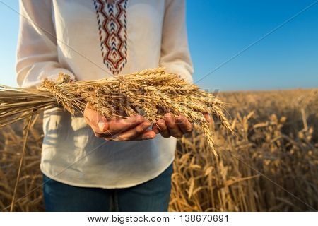 Woman's hands holding wheat .Wheat field against a blue sky. wheat harvest in the field. ripe wheat closeup.