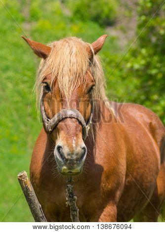 Summer outdoor portrait of draft horse .