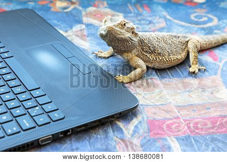 Closeup side view of Agama lizard lying on a sofa in front of a open laptop. Agama is looking at the camera. All potential trademarks are removed.