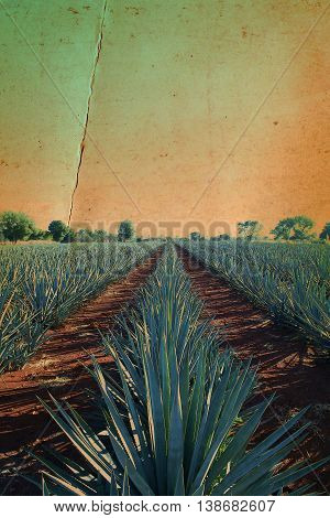 old landscape of agave fields with a yellow and green tone