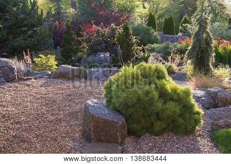 A Horsford dwarf white pine is the centerpiece of this backyard perennial garden with pebbles.