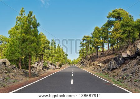 Landscape with road in pine grove, mountains, sea in Teide National Park, Tenerife, Canary Islands, Spain 