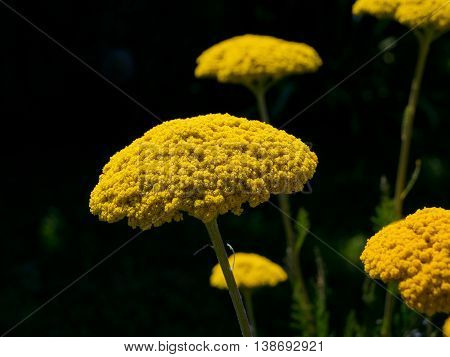 The fragrant yarrow (Achillea filipendulina) feature of gardens.