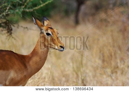 Gazelle looking at camera, copyspace in the right half