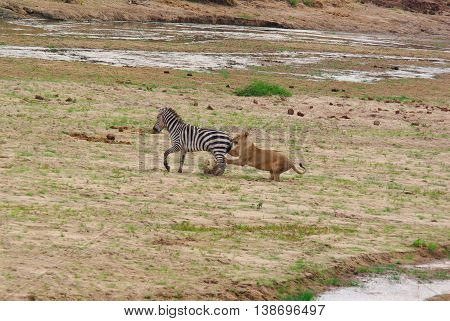 Lion Hunts A Zebra