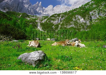 Trekking in Comelico: cows, peaks and waterfalls