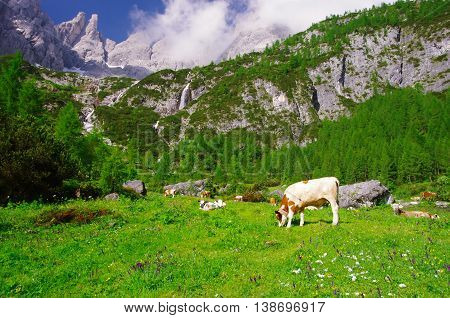 Trekking in Comelico: cows, peaks and waterfalls